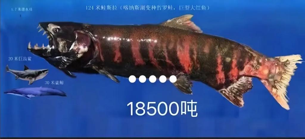 全球最大的鱼