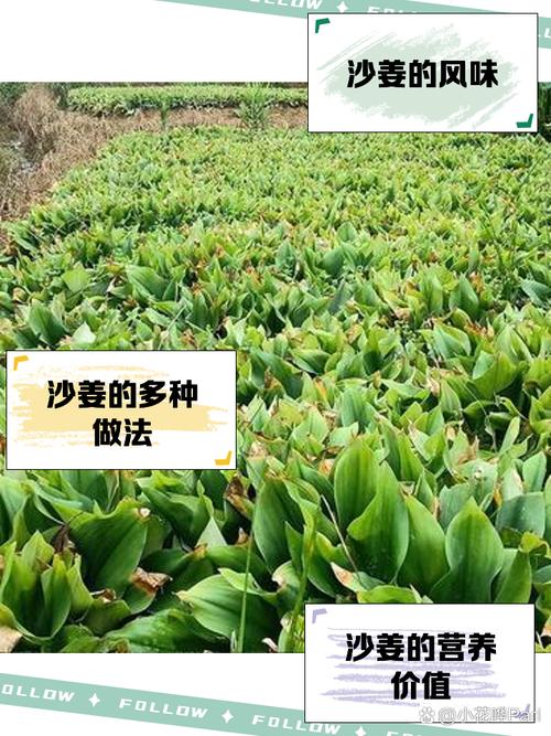 种沙姜最好的复合肥