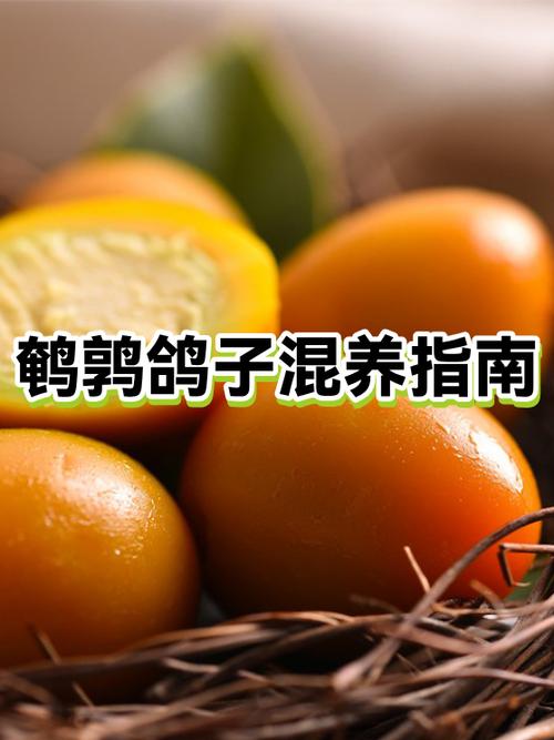 鸽子补还是鹌鹑补