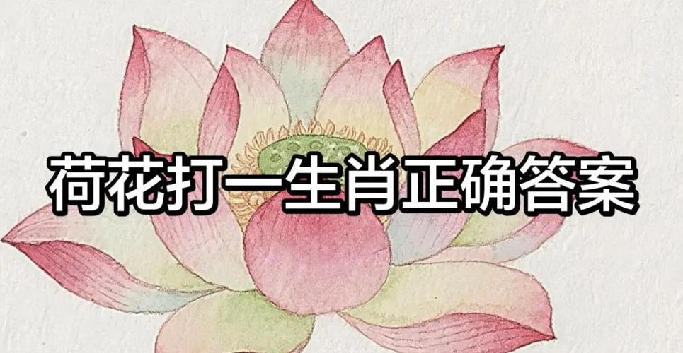 荷花打一最佳生肖