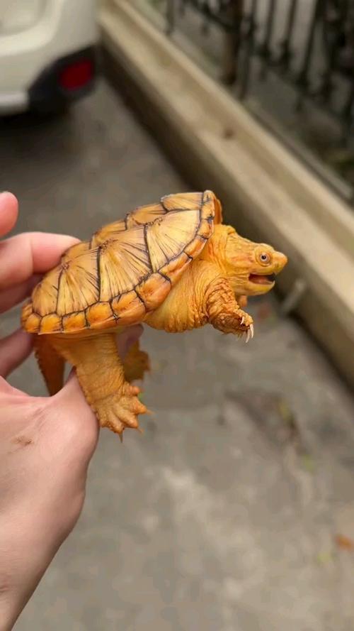 变异龟多少钱一只缩略图