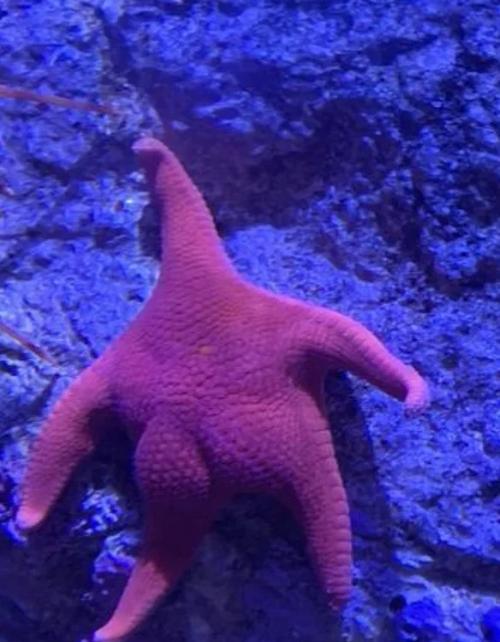 海星一次最多可以泡多少个