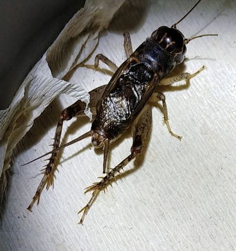 家里有蛐蛐一直叫