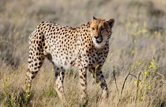 cheetah