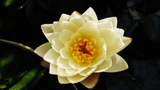 白莲花的花语和寓意图标