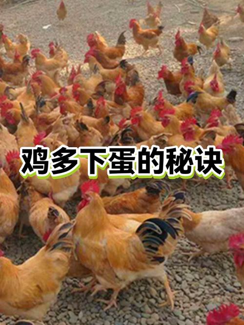 如何让鸡多下蛋