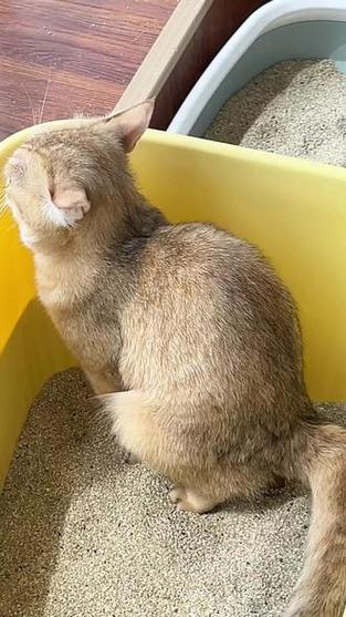 猫咪有毛球吃什么可以排出来