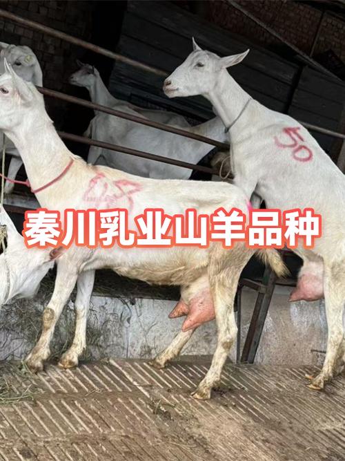 有哪些品种的羊截图