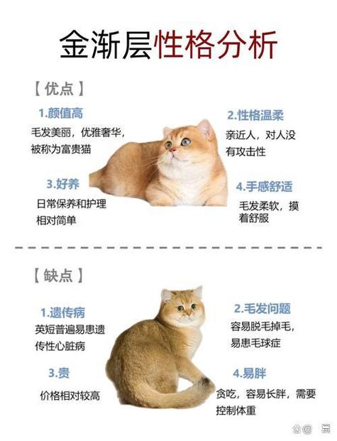 金渐层猫的优点和缺点