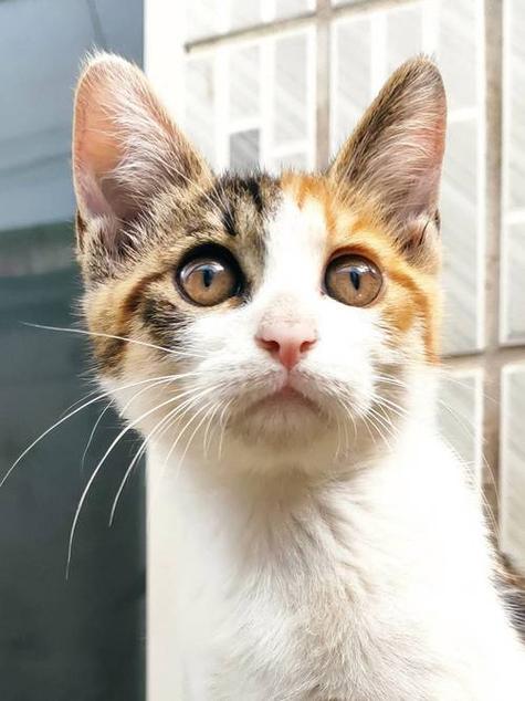 小花猫图片