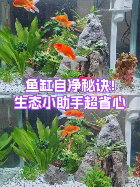 鱼缸水浑浊怎么解决缩略图