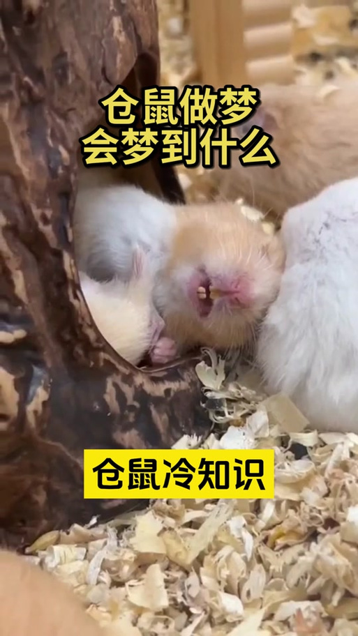 家里进小仓鼠什么预兆