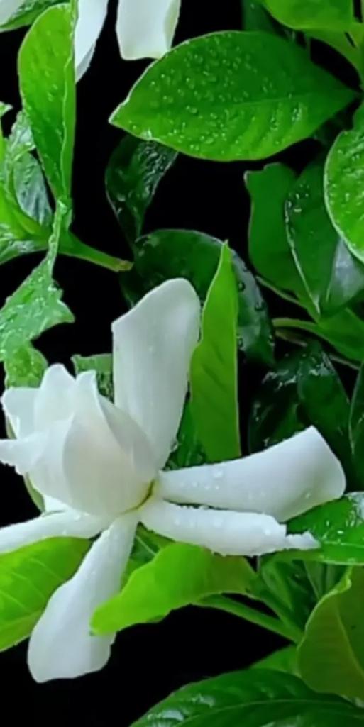 栀子花开的时间