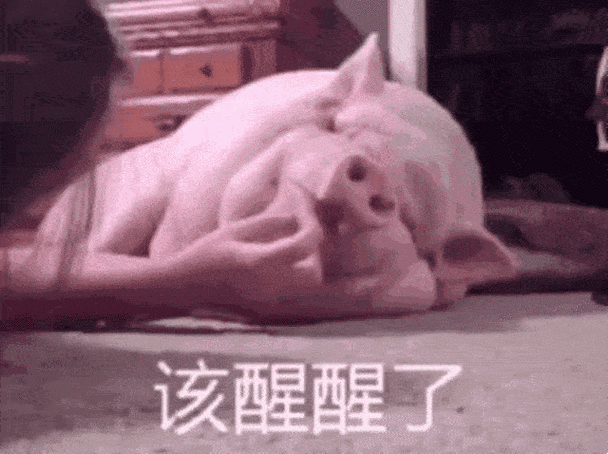 喊猪醒醒的图片截图