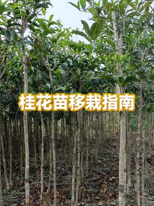 桂花移栽的正确方法缩略图