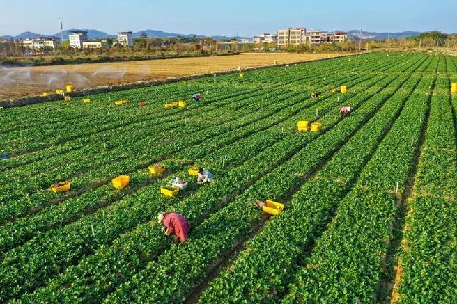 惠州蔬菜基地