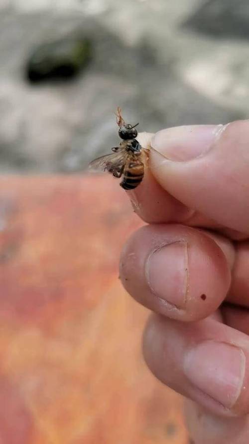 蜜蜂背上有虫图片