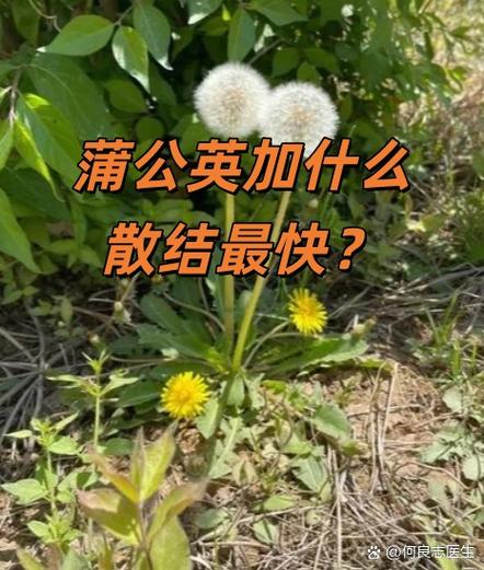 蒲公英加什么散结最快