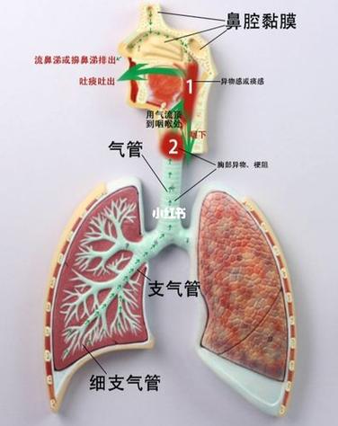 燥咳少痰是什么意思