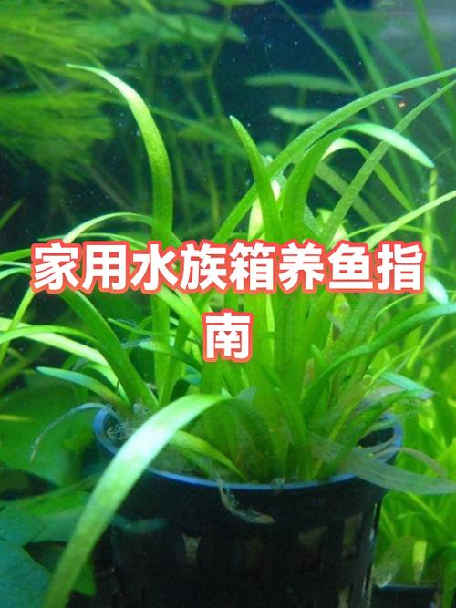小鱼缸养几条鱼