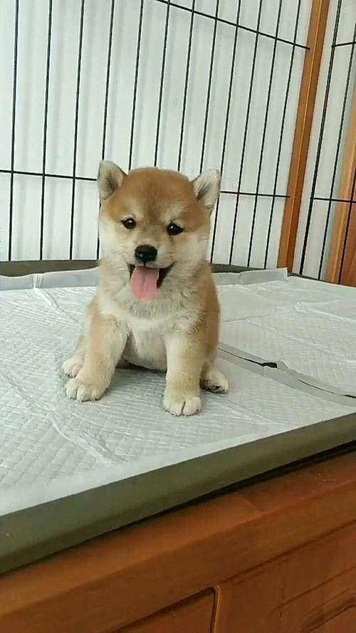 柴犬血统