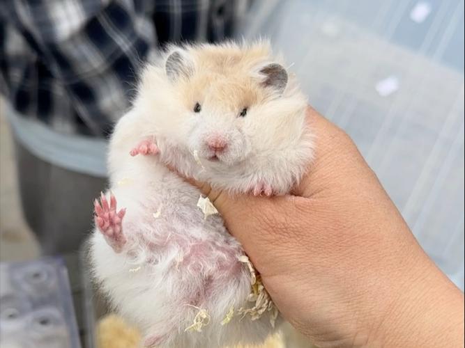 摆摊卖仓鼠