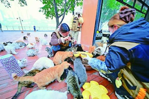 猫猫视频大全搞笑可爱高清
