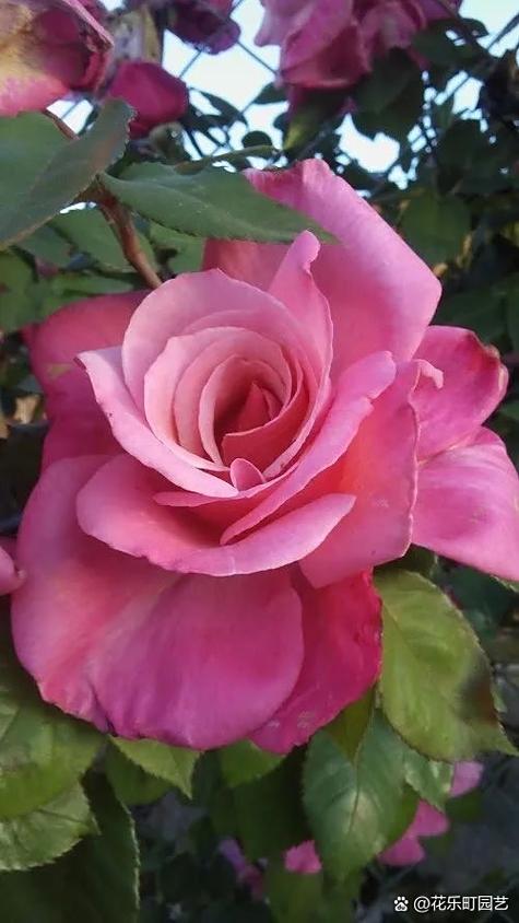 花花无限次数