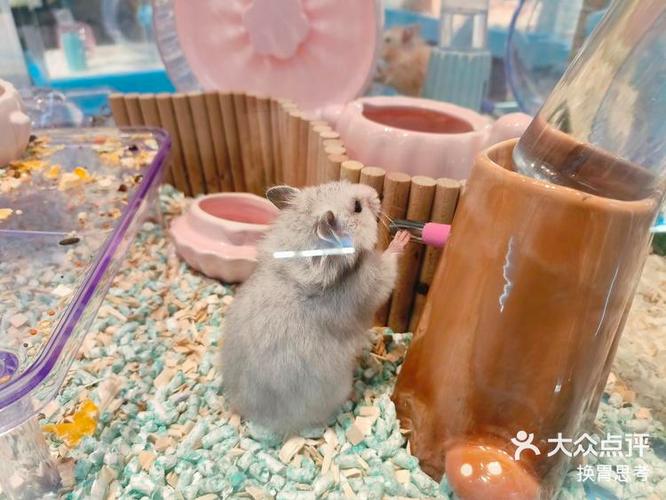 仓鼠已经硬了还有救吗