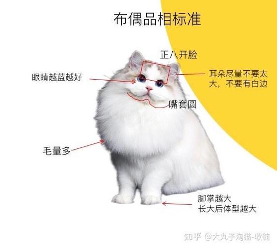 布偶猫怎么养新手入门