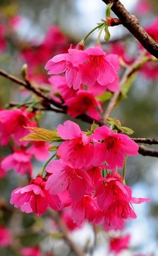 红色樱花树截图