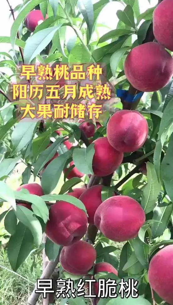 早熟桃哪个品种最好缩略图