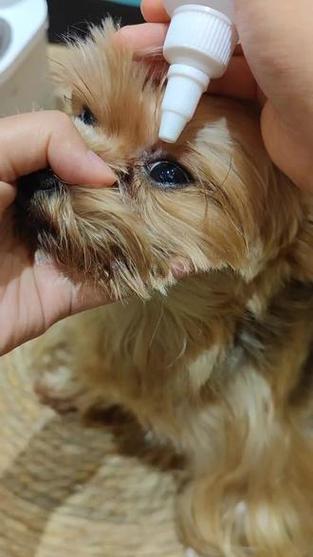 狗狗泪痕红棕色怎么去除截图