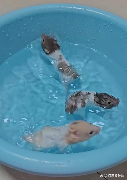 仓鼠能不能用水洗澡