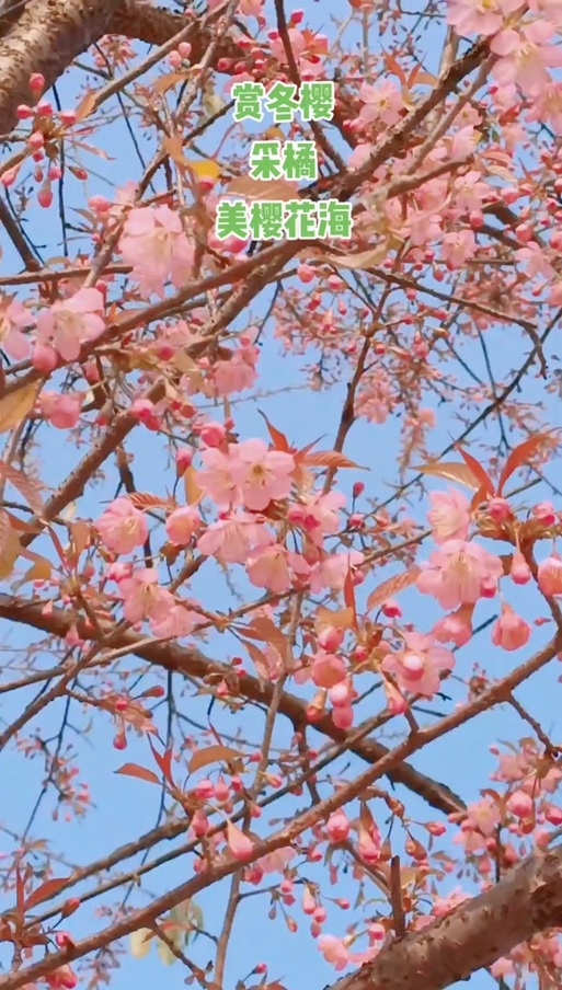 重庆樱花坊