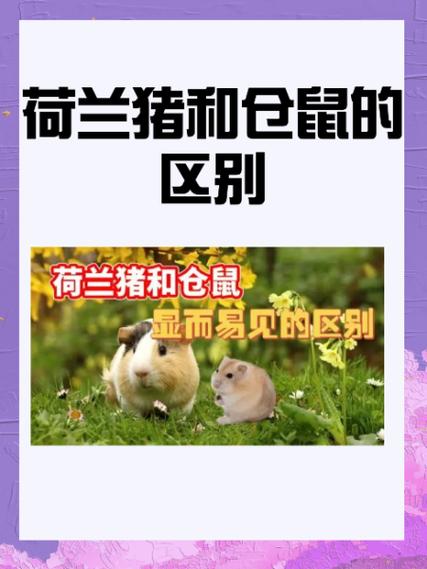 仓鼠和荷兰猪他们两个是一种品种吗