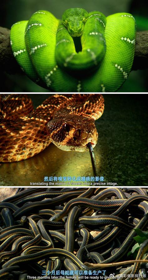 寻找最大的蛇的纪录片截图