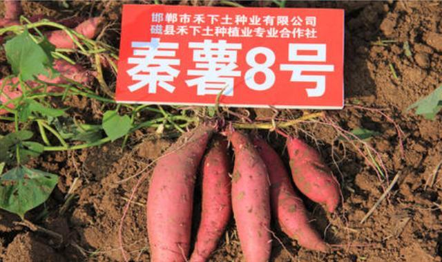 秦薯8号薯简介缩略图