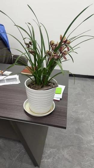 一缕幽香图标