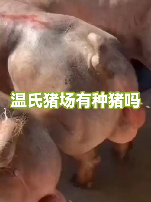 种猪宝温氏下载图标