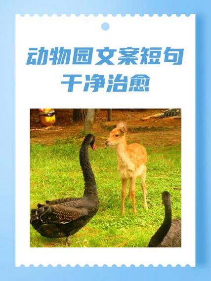 动物主题的文案
