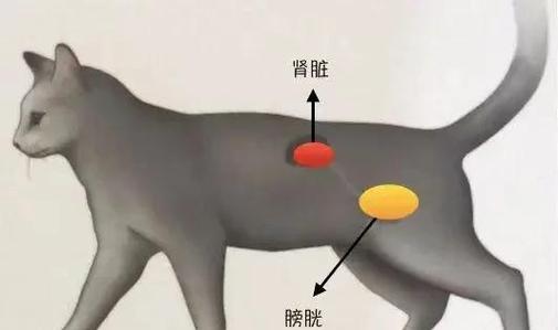 猫膀胱位置图