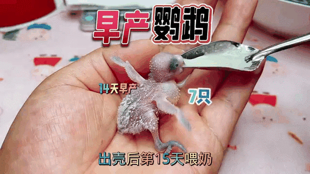 虎皮鹦鹉出壳后母鸟喂养需注意什么