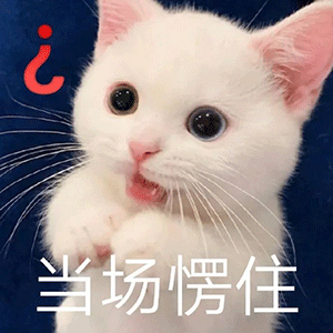 猫咪愣住表情动态图