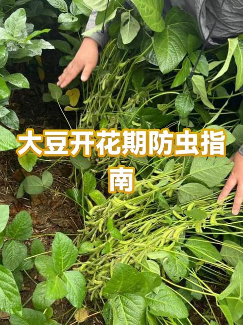 黄豆的种类及图片大全图标