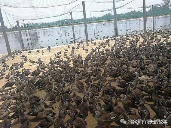 12种冷门暴利养殖业缩略图