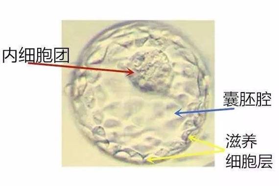 胚胎有碎片养囊胚能成功吗
