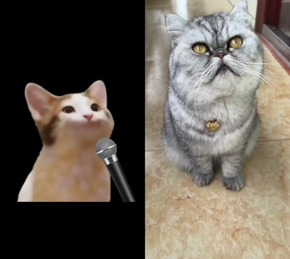 如何分辨美短和狸花猫