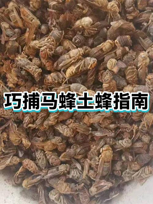土蜂的养殖技术
