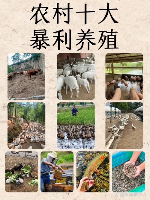 猪猪农场能赚钱吗